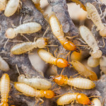 Termites 101: The Basics of Termite Control