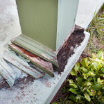 Termite Facts Every Homeowner Needs to Know
