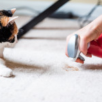 Safe Carpet Cleaning Solutions for Pets
