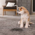 Tips for Cleaning the Carpet the Right Way