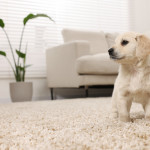 Pet Messes No More: How to Get Rid of Odors and Stubborn Stains