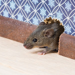Mouse in the House? How to Get Rid of Furry Pests