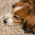 Carpet Cleaning for Pet Urine and Other Messes