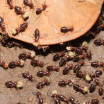 Watch for Signs of Termite Damage and Infestation