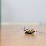 Why Hire a Pest Control Expert before Buying a Home