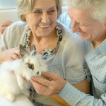 Pet Therapy Benefits for Elderly Care