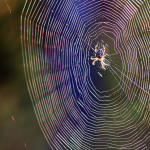 Tips for Spider Control in the Home or Office