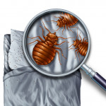 Sleep Better at Night by Eliminating Bed Bugs
