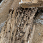 3 Reasons to Hire an Inspector When Termite Damage is Discovered