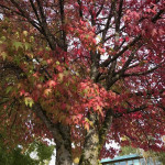 4 Ways to Add Fall Color to Your Yard
