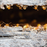 Termite Damage? Start with a Professional Inspection