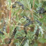 Are There Invasive Pests Living in the Back Yard?