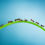 Home Remedies to Get Rid of an Ant Infestation