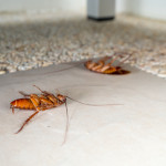 Why the Changing Weather Patterns Can Increase the Risk of Pest Infestation