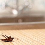 A Pest Control Pro Can Help with These Cockroach Problems