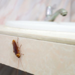 How Often are Pest Control Services Needed in Residential Homes?