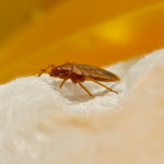 Bed Bug Problem? Call a Pest Control Expert Immediately!