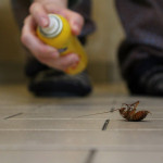 DIY Cockroach Treatments: Do They Work?