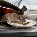 Pest Control Tips for Businesses in the Hospitality Industry