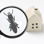 4 New Year’s Resolutions for a Pest-Proof Home