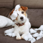 4 Unique Cleaning Strategies When Pets are in the Home