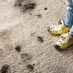 5 Tips to Keep Freshly Cleaned Carpets Looking Great