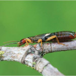 Earwig Myths Debunked… But They’re Still Not Fun to Live With