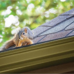 Squirrels in Your Attic? Tips to Keep Squirrels Out