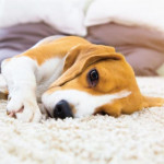 Carpet and Pets: How Often to Get the Carpet and Tile Professionally Cleaned