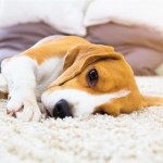 Carpet and Pets: How Often to Get the Carpet and Tile Professionally Cleaned