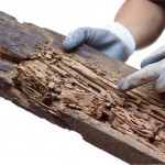 Check for Termites Before Buying a New Home