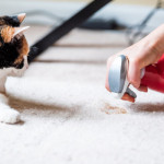 4 Carpet Cleaning Tips to Save Money