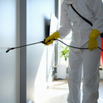 Homeowner Guide: What to Do When Finding Pests in the Home