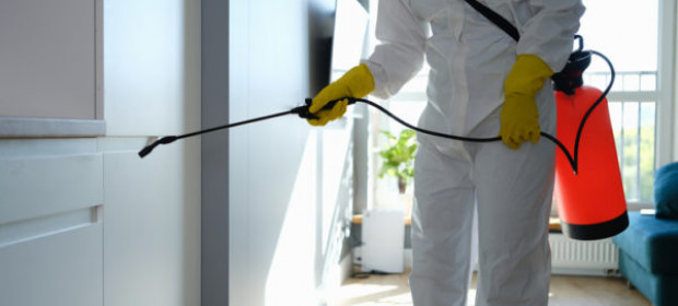 Homeowner Guide: What to Do When Finding Pests in the Home