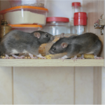 Mice in the House? Get Rid of Them Immediately