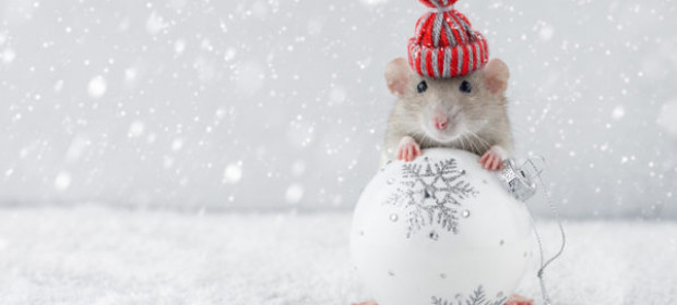 Top Tips to Minimize Pest Problems This Holiday Season