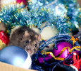 Which Pests are Attracted to Holiday Decorations?