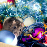 Which Pests are Attracted to Holiday Decorations?