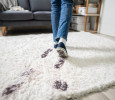 4 Ways to Prevent Carpet Damage This Year