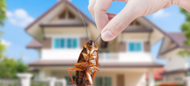 3 Approaches for Effective Pest Control