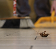 Why Spring Cleaning is Essential for Pest Control