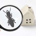 Termite Inspection: Is it Necessary?