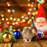 Pest Control Tips for Christmas Trees (Live & Artificial)