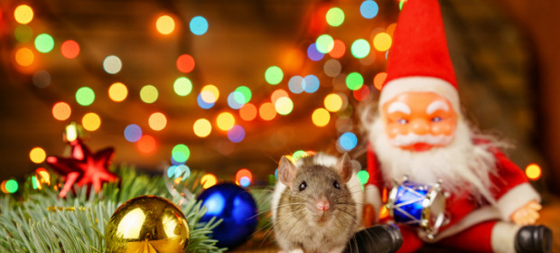 Pest Control Tips for Christmas Trees (Live & Artificial)