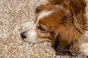 Pet Carpet Cleaning