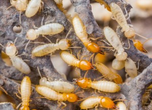The Basics of Termite Control