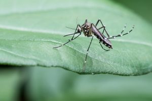 How to Reduce Mosquitoes in the Yard