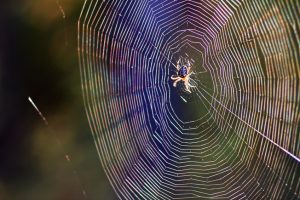 Tips for Spider Control
