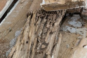 Inspector for Termite Damage