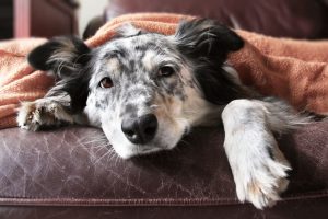 Carpet Cleaning with Pets in the House